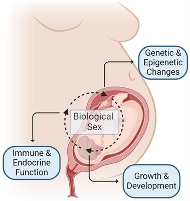 Sex differences in neonatal outcomes following prenatal opioid exposure